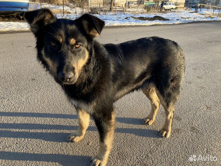 Собака в добрые руки