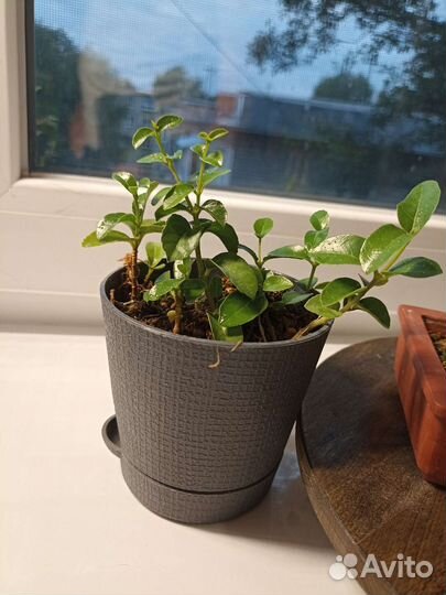 Вьетнамская шершавая премна