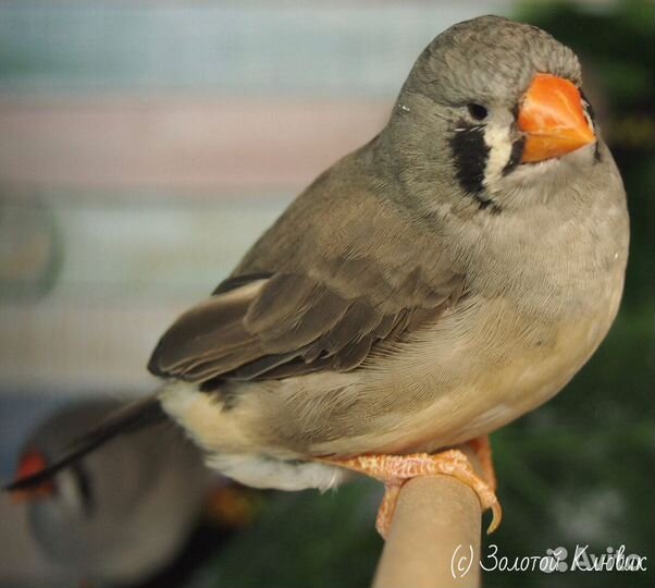 Зебровые амадины