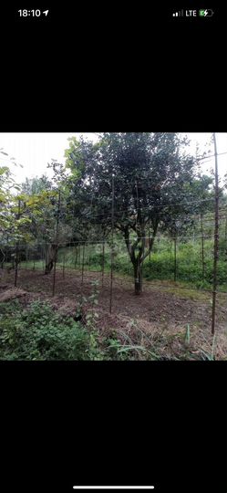 Участок 6,7 сот. (СНТ, ДНП)