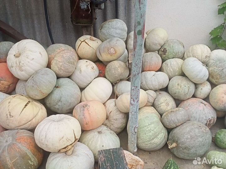 Тыква кормовая