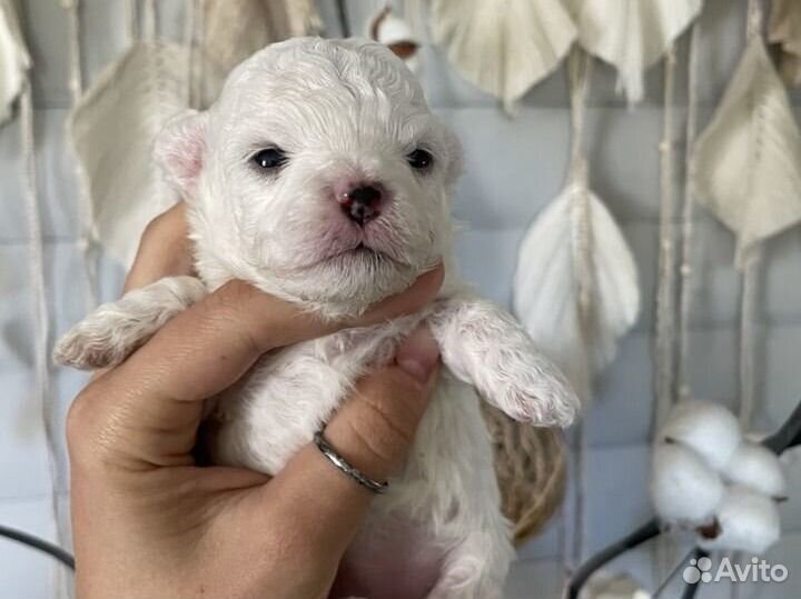 Щенки бишон фризе