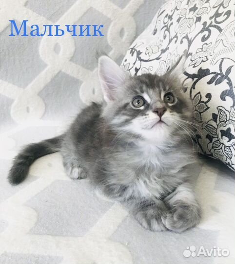 Котята породы Мейн-кун