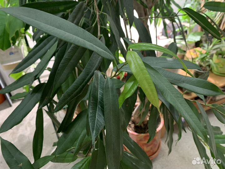 Фикус Амстел Кинг в горшке, 200, большой раскидист