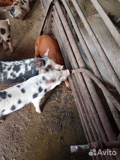 Поросята пьетрен ландрас дюрок