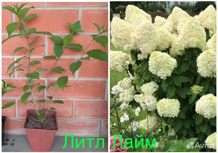 Гортензия метельчатая в ассортименте