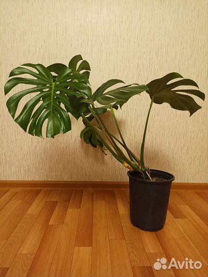 Монстера крупнолистная