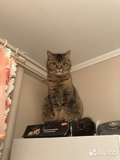 Передержка животных