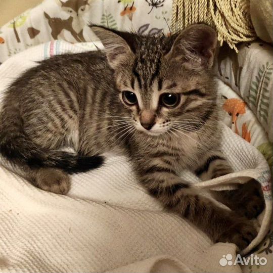 Котенок мальчик