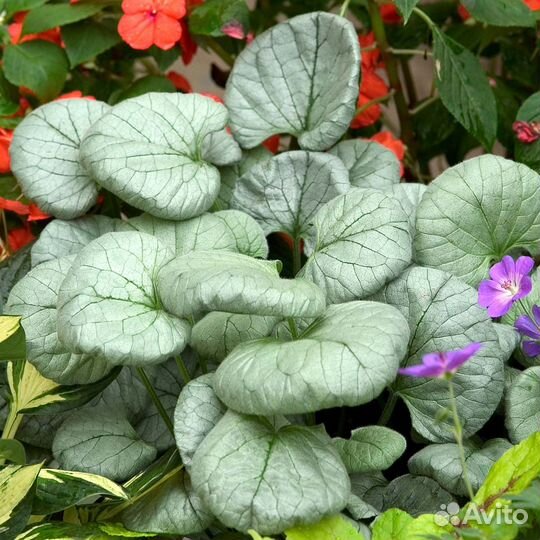 Саженцы многолетников