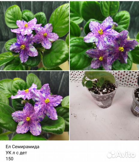 Фиалки стандарт ук черенки