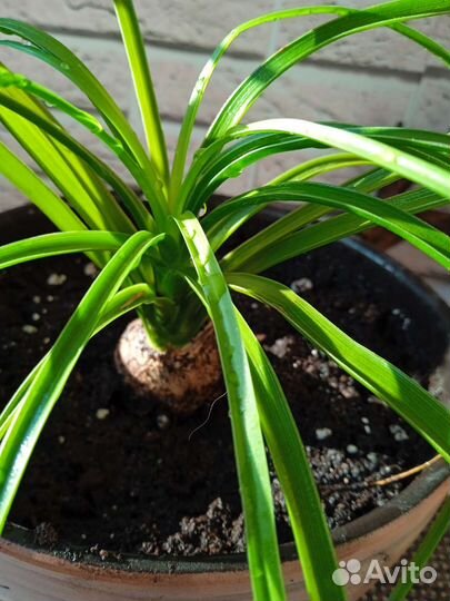 Нолина или слоновья нога