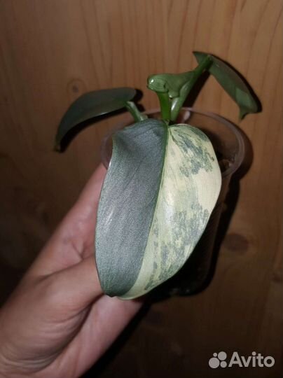 Филодендрон хастатум вар