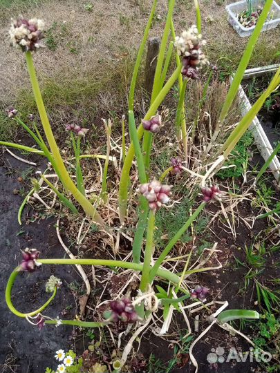 Лук многоярусный