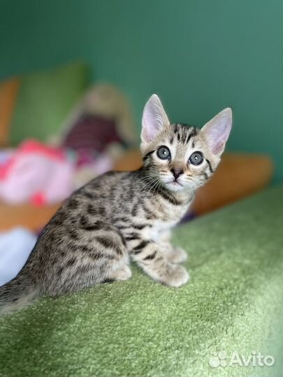 Бенгальская кошка