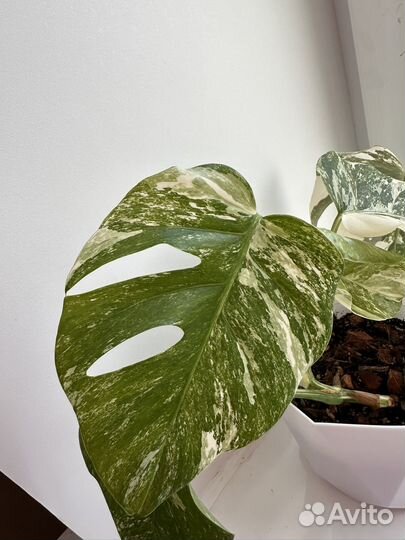 Монстера Альба