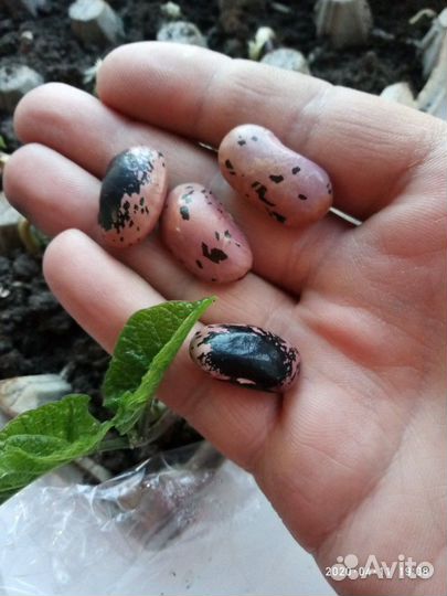 Семена производительной фасоли из Европы