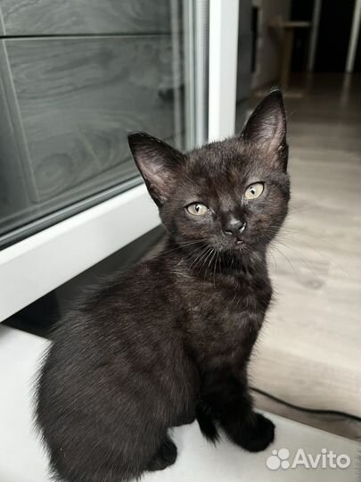 Котенок мейн-кун метис