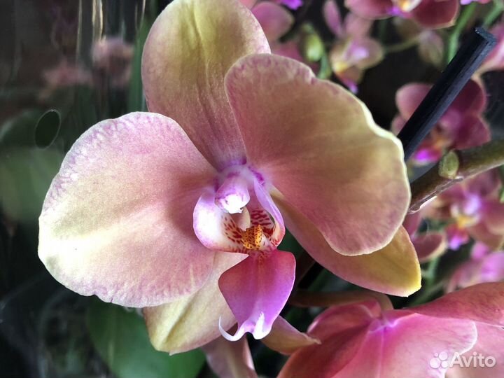 Орхидея фаленопсис