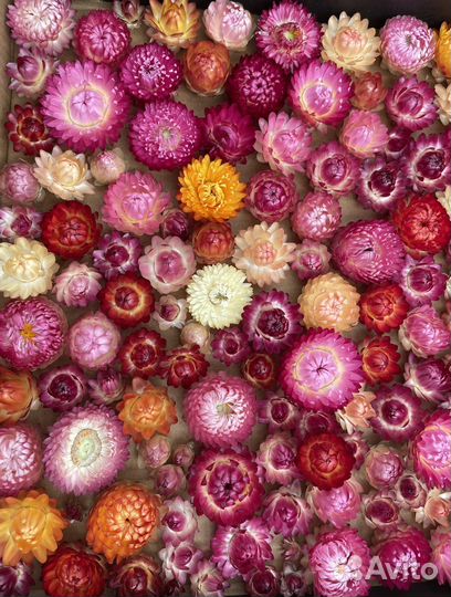 Гелихризум, бессмертник, сухоцвет