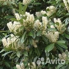 Лавровишня семена