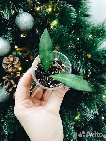 Хойи, Дисхидии