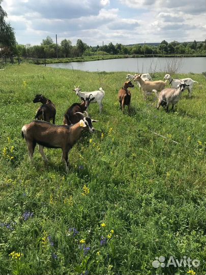 Козы Альпийской и Зааннской пород