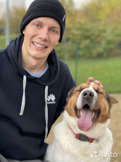 Собака невероятной красоты пропадает в приюте