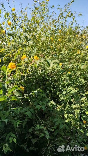 Многолетние растения