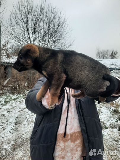 Щенки дворняги