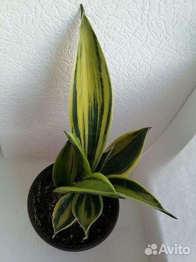 Сансевиерии