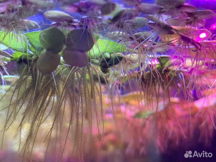 Аквариумные растения