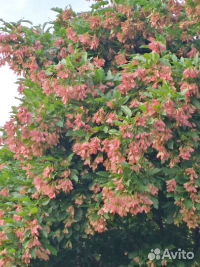 Мед со своей пасеки