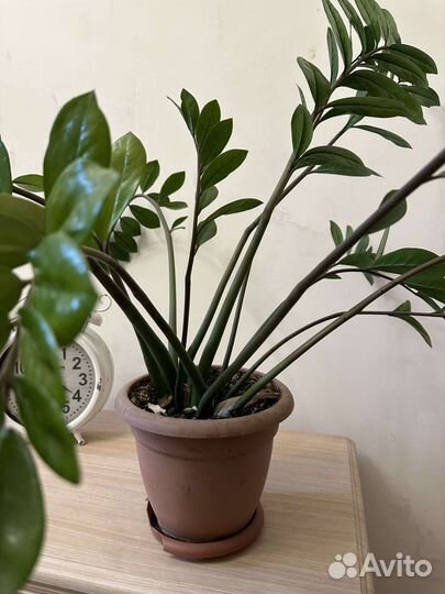 Замиокулькас