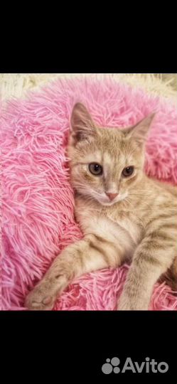 Рыжий котенок мальчик