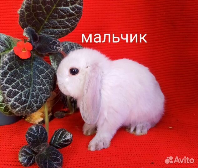 Кролик вислоухий, разные окрасы