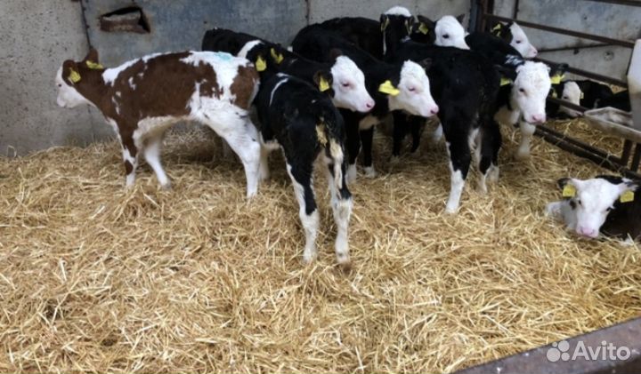 Телята бычки