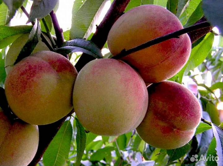 Саженцы Персик Уралец