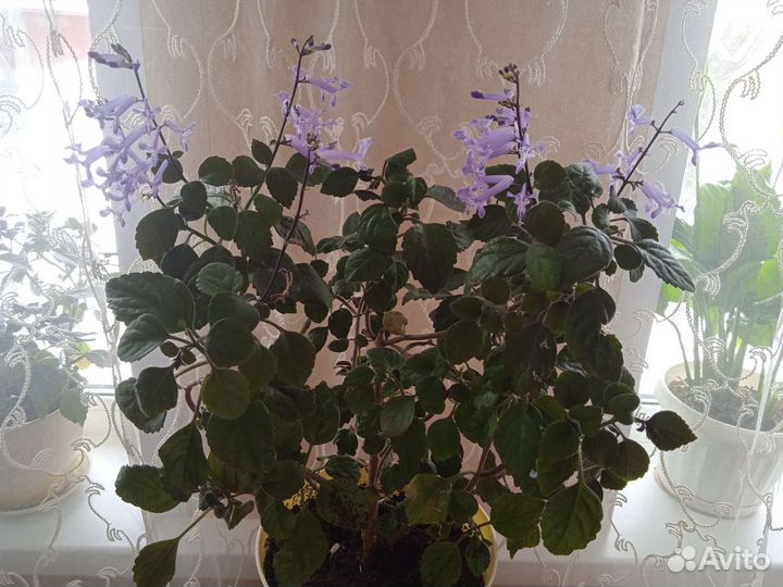 Домашняя сирень