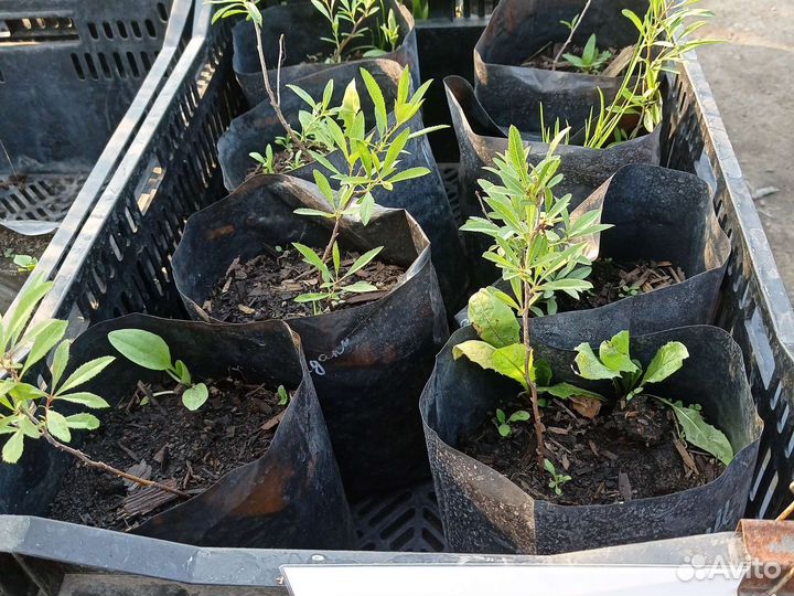 Саженцы миндаля декоративного Анюта