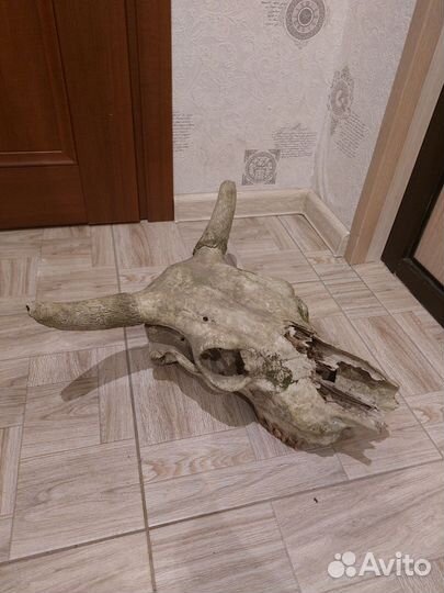 Зловещий череп