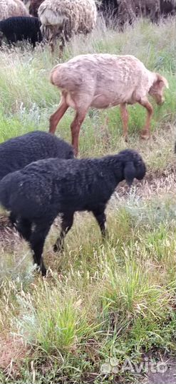 Продажа баранчик в, производители, кучкары