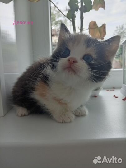 Котятки в добрые руки