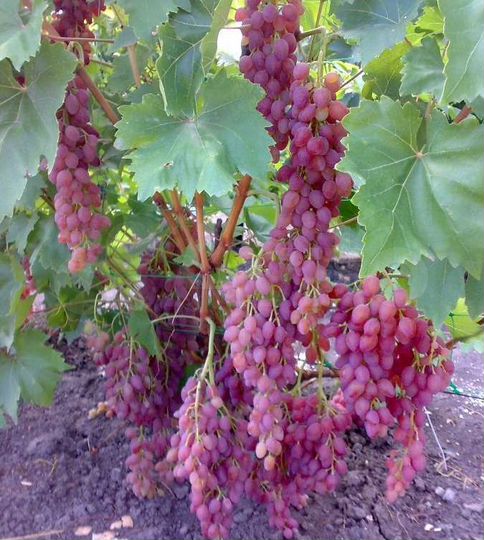 Участок 1,87 га (СНТ, ДНП)