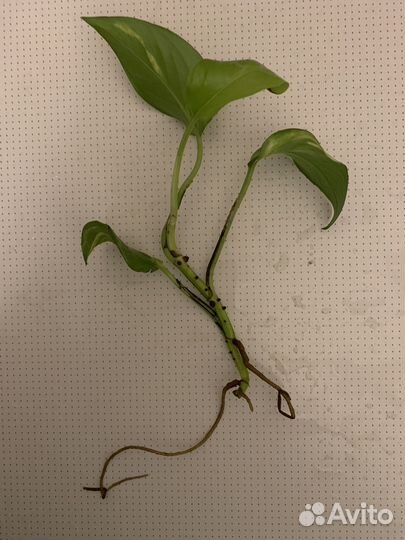 Сциндапсус