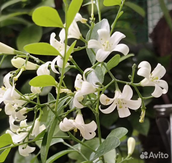 Мурайя метельчатая