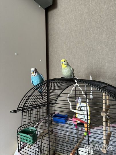 Волнистый попугай