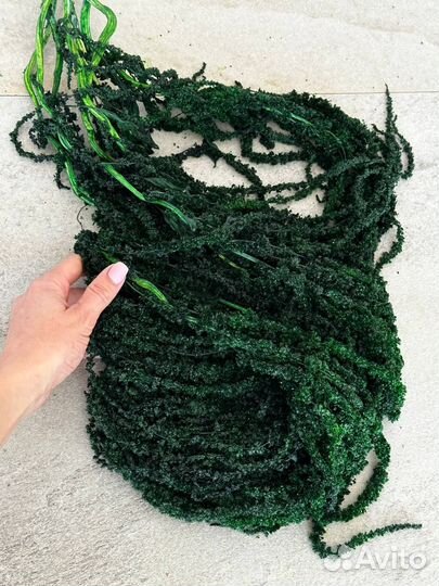 Амарант стабилизированный размер XL