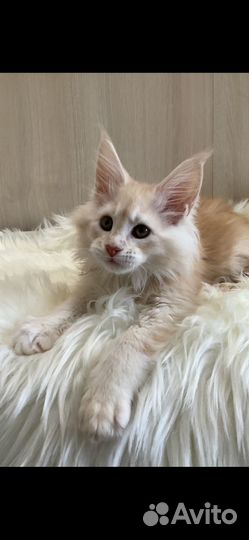 Продажа котят