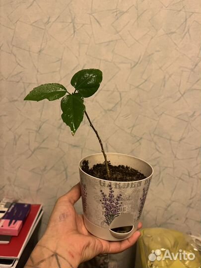 Комнатные растения